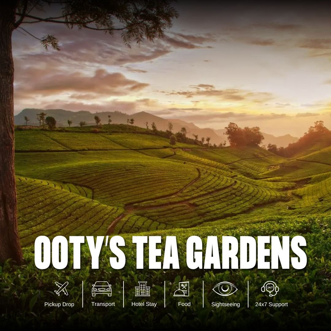 Ooty’s tea gardens Tour Package