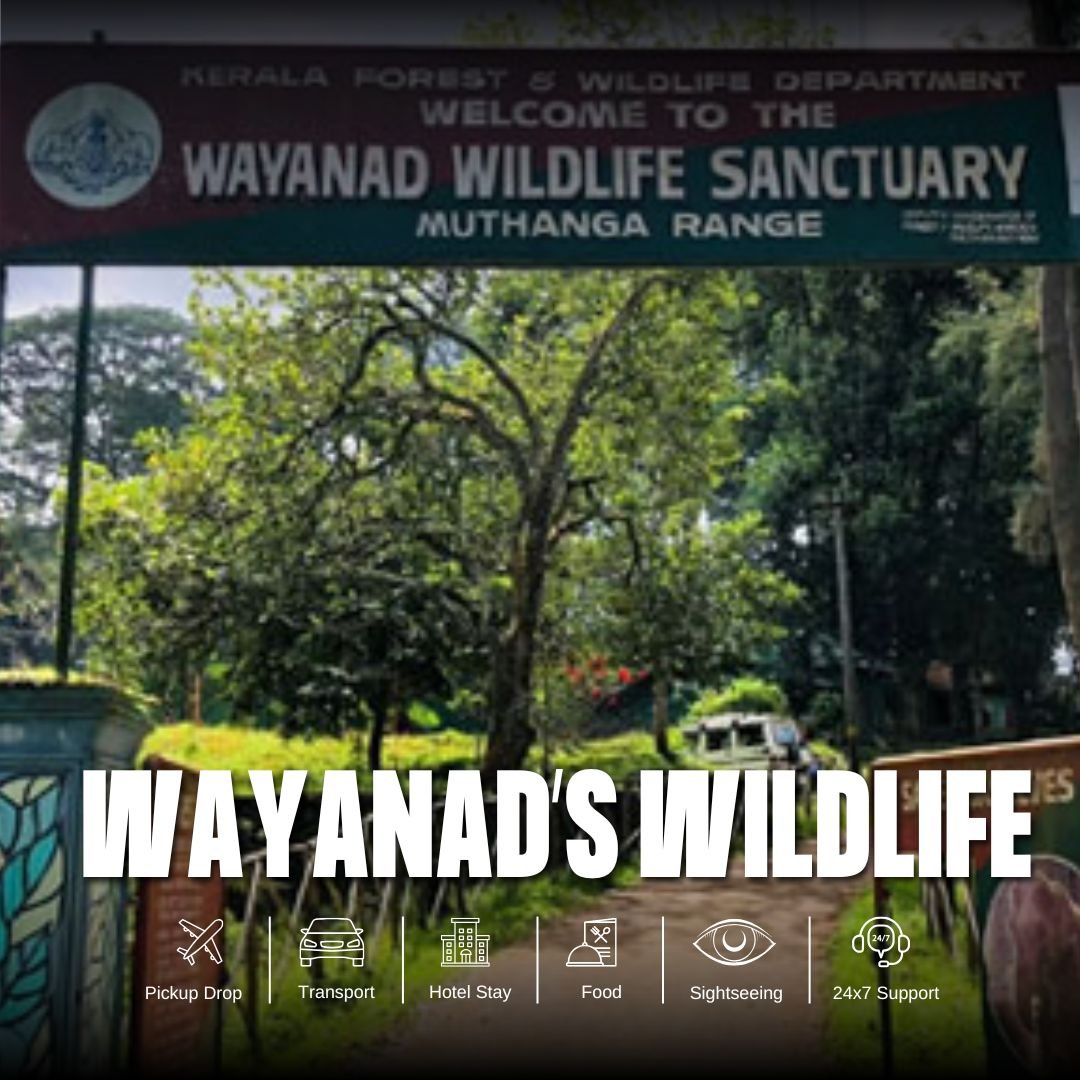 Wayanad’s wildlife Tour Package